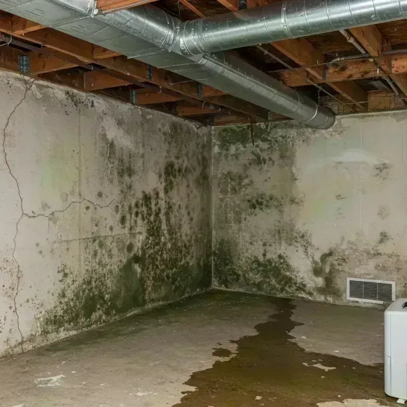 Professional Mold Removal in Weston, OH